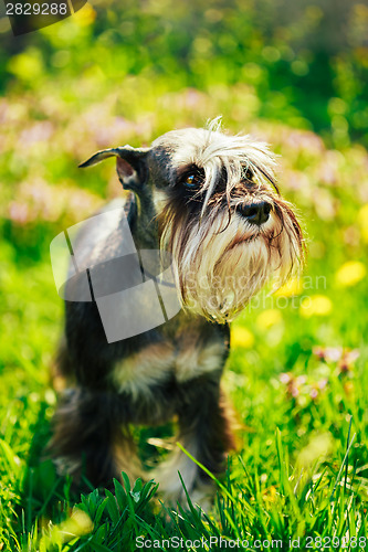 Image of Miniature Schnauzer Dog Sitting In Green Grass Outdoor