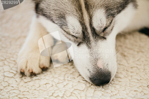 Image of Gray Adult Siberian Husky Dog (Sibirsky husky) 