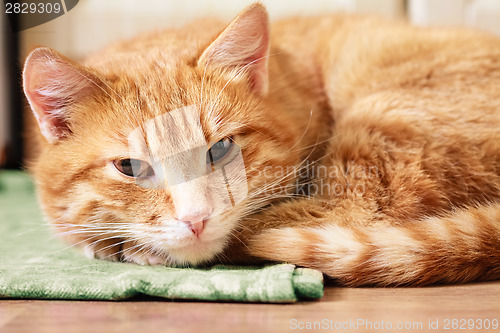 Image of Little Red Kitten Sleeping On Bed 