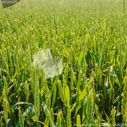 Image of Green Barley Ears