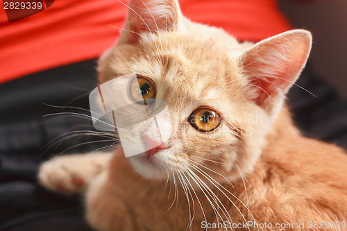 Image of Little Red Kitten Sitting On Pillow