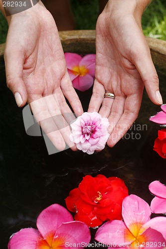 Image of Flower Hand Reflection