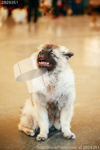 Image of Gray Keeshound, Keeshond, Keeshonden dog (German Spitz)