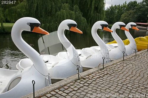 Image of Swans - Odense Denmark