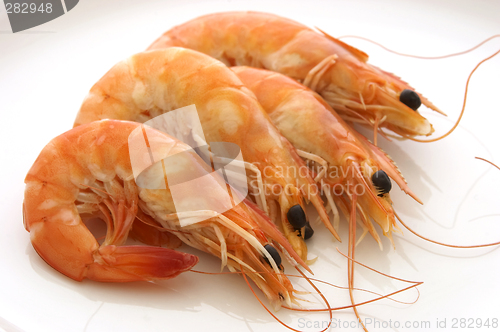 Image of Prawns