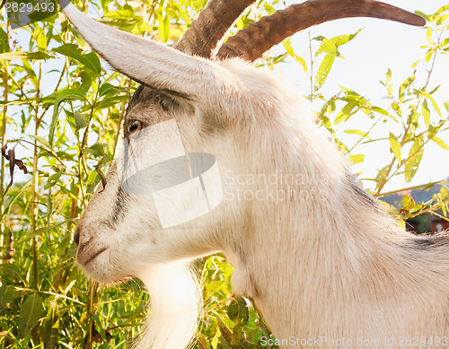 Image of Young White Horned Goat Chewing