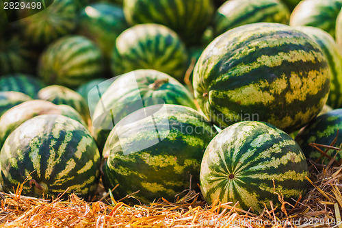 Image of Watermelons