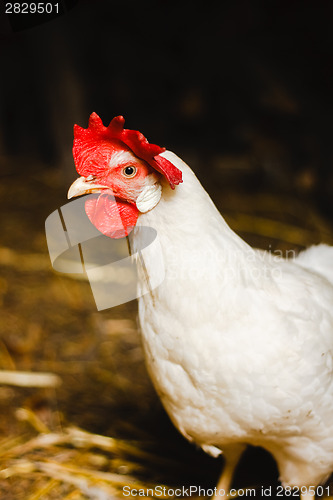 Image of White Chicken Looking Out Of The Barn