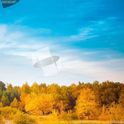Image of Summer Landscape With Colorful Forest 
