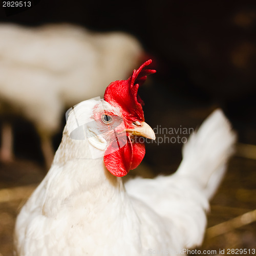 Image of White Chicken Looking Out Of The Barn