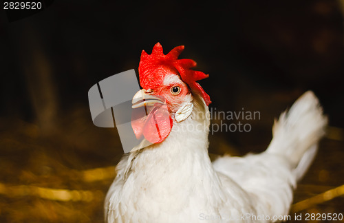 Image of White Chicken Looking Out Of The Barn