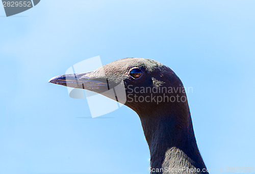 Image of Thin-billed murre