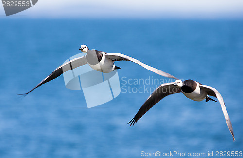 Image of Barnacle Geese