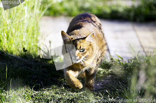 Image of Cat on the hunt