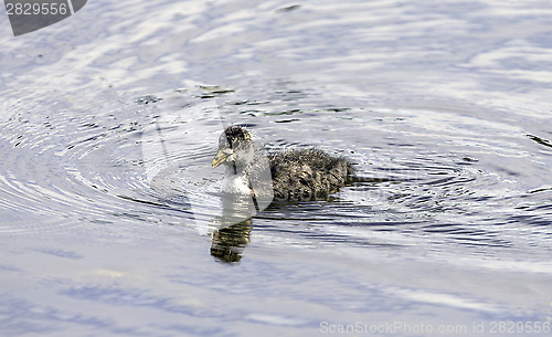 Image of hick of Eurasian Coot