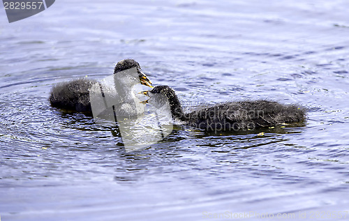 Image of Coot chicks