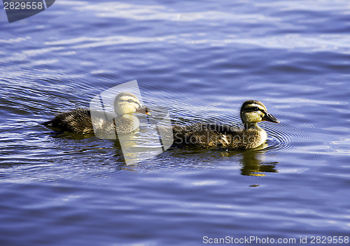 Image of Ducklings