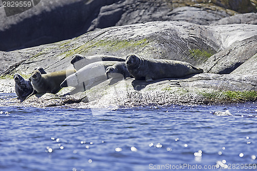 Image of Harbour seals