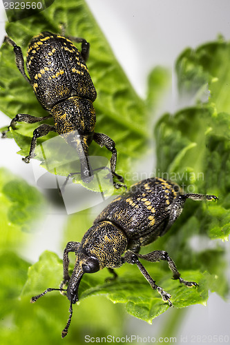 Image of Large pine weevil