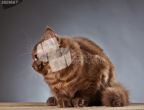 Image of brown british longhair kitten