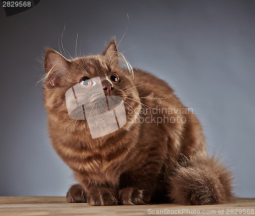 Image of brown british longhair kitten