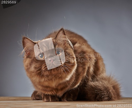 Image of brown british longhair kitten