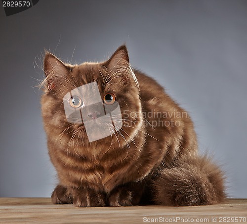 Image of brown british longhair kitten