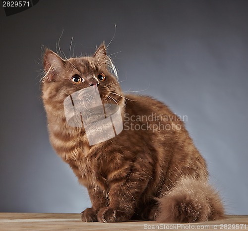 Image of brown british longhair kitten