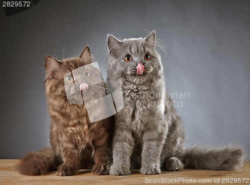 Image of two british longhair kittens