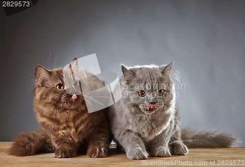 Image of two british longhair kittens