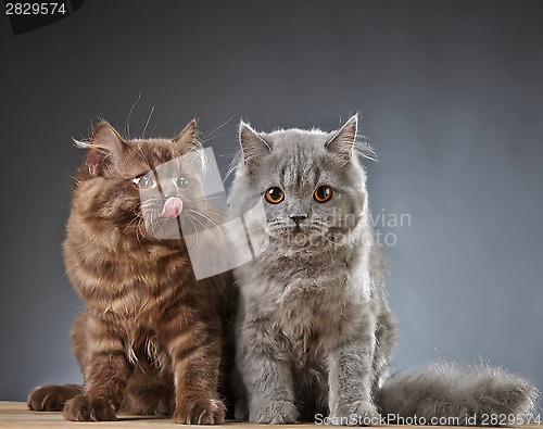 Image of two british longhair kittens