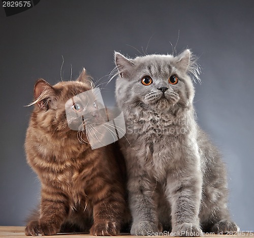 Image of two british longhair kittens