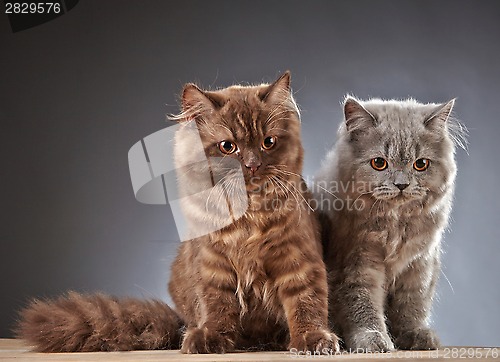 Image of two british longhair kittens