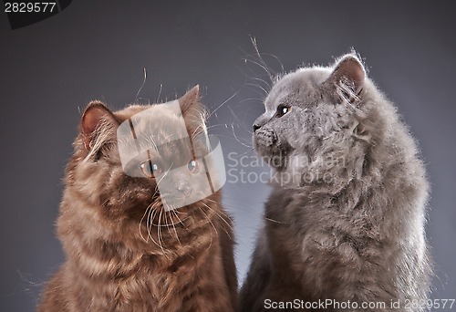 Image of two british longhair kittens