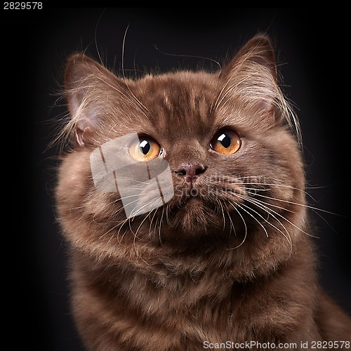 Image of british longhair kitten