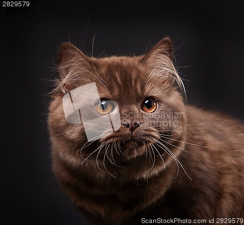 Image of british longhair kitten