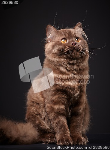 Image of british longhair kitten