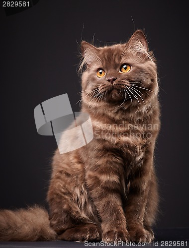 Image of british longhair kitten