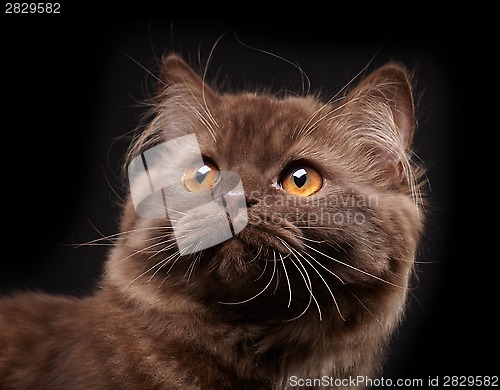 Image of british longhair kitten