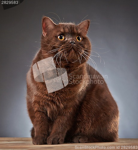 Image of Brown british shorthair cat