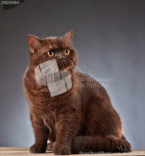 Image of Brown british shorthair cat