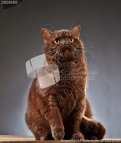 Image of Brown british shorthair cat