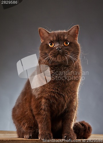 Image of Brown british shorthair cat