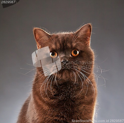 Image of Brown british shorthair cat