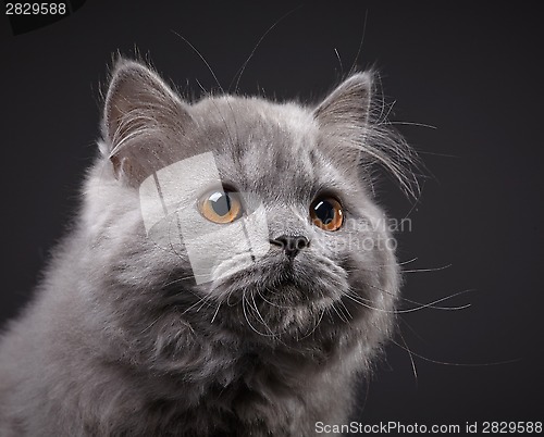 Image of Gray british longhair kitten