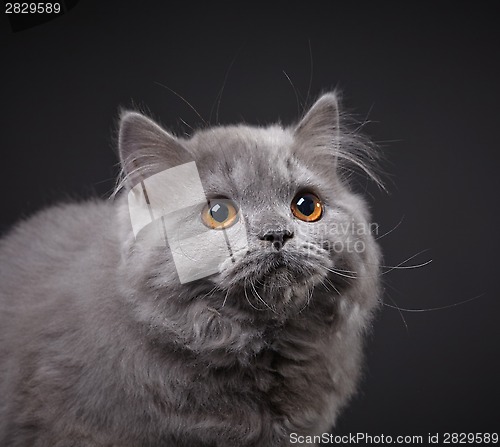 Image of Gray british longhair kitten