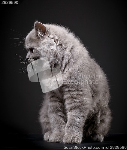 Image of Gray british longhair kitten