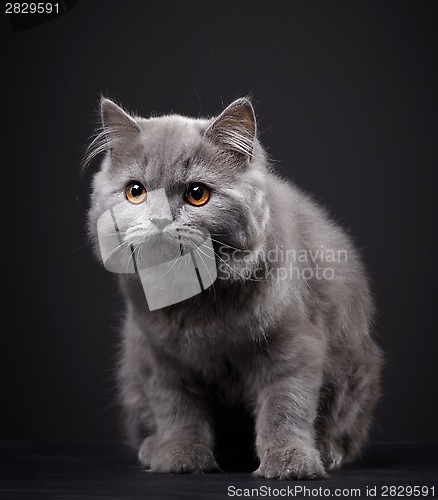 Image of Gray british longhair kitten