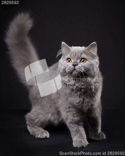 Image of Gray british longhair kitten