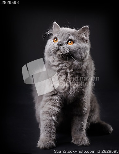 Image of Gray british longhair kitten